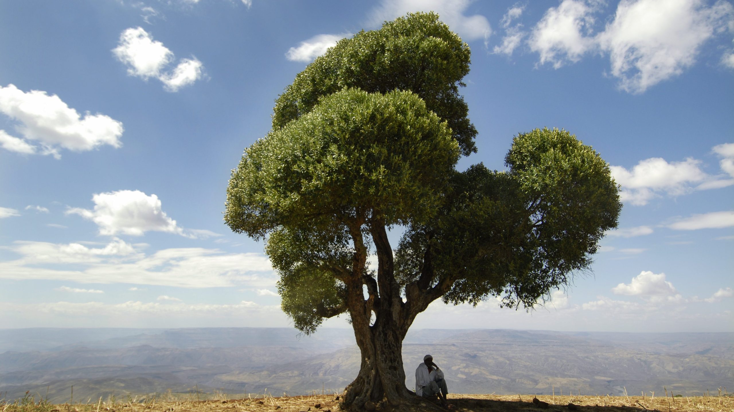 Baum in einer Landschaft in Äthiopien