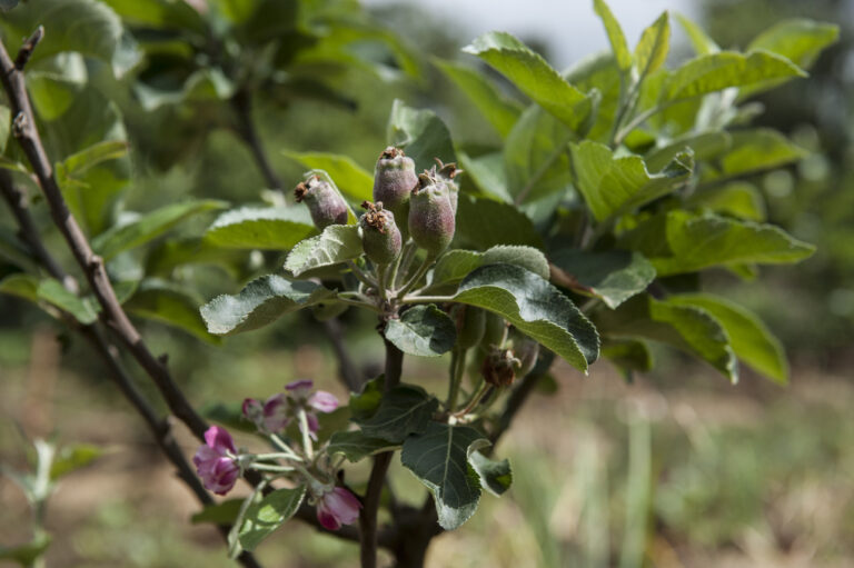 Apfelbaum in Borena