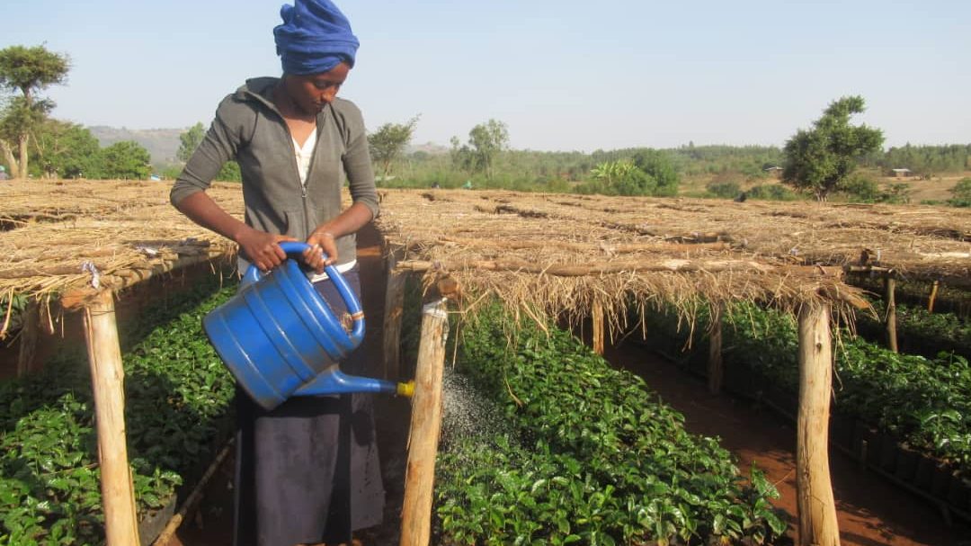 Partnerschaft mit Ecosia ausgeweitet: 2,5 Millionen Bäume auf 840 Fußballfeldern