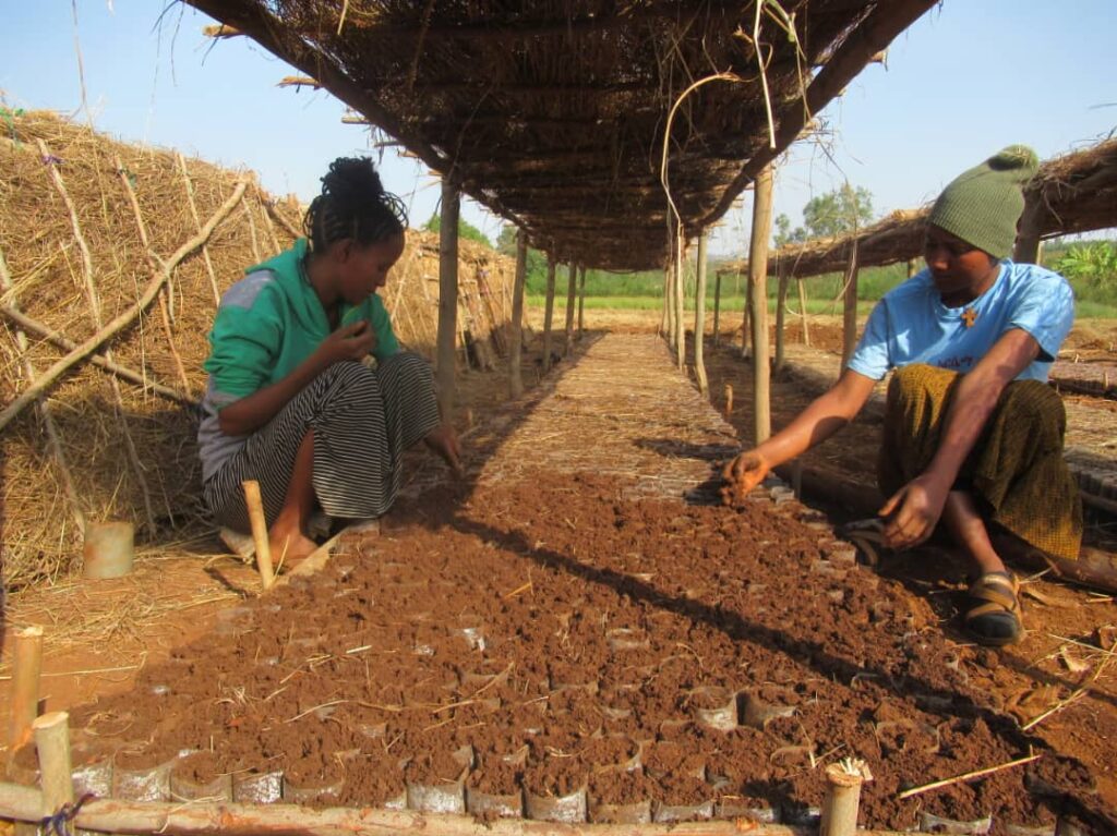 Partnerschaft mit Ecosia ausgeweitet: 2,5 Millionen Bäume auf 840 Fußballfeldern