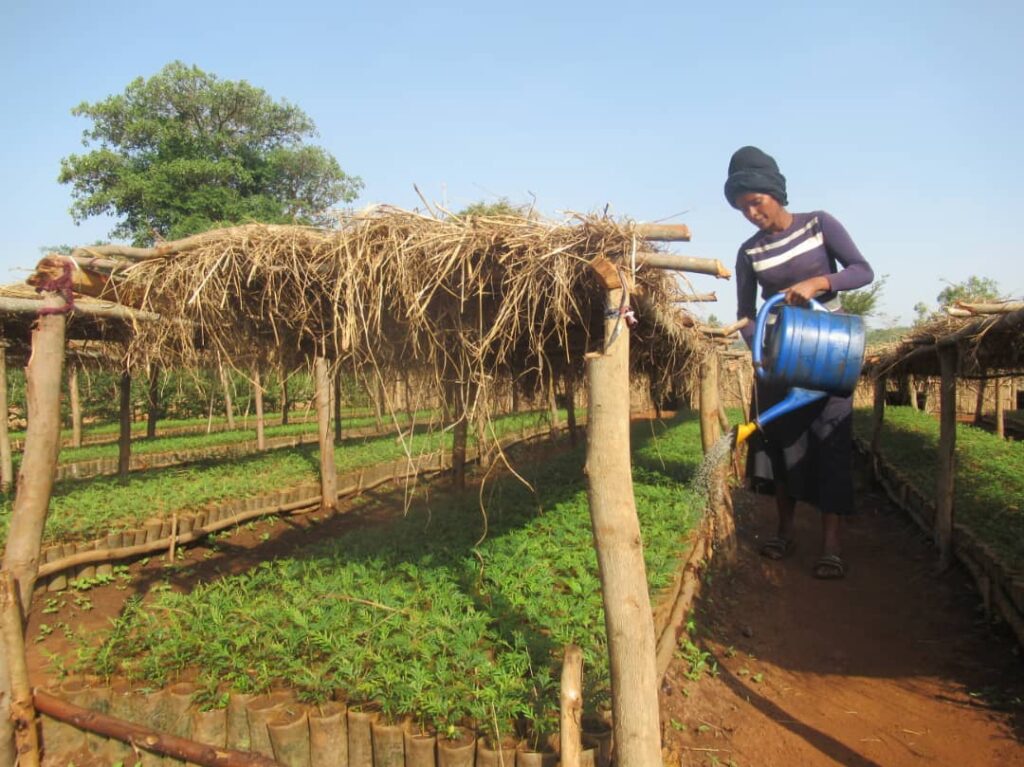 Partnerschaft mit Ecosia ausgeweitet: 2,5 Millionen Bäume auf 840 Fußballfeldern