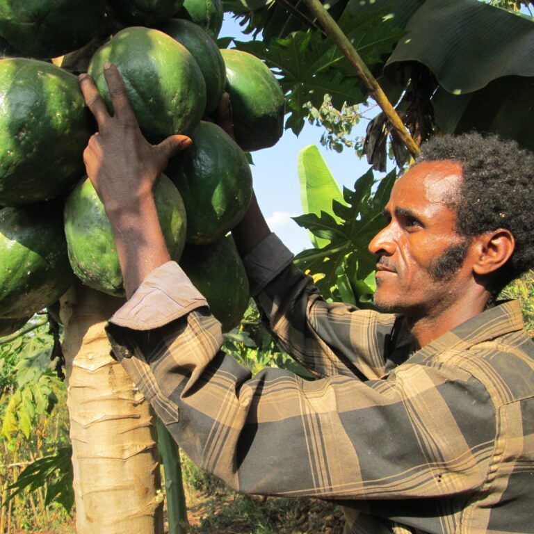 Modellfarmer baut Papayas an